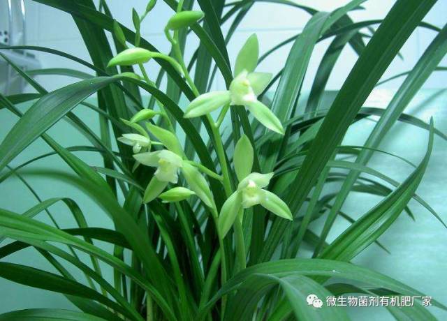 广东适合种植什么品种兰花,什么品种兰花适合室内种植