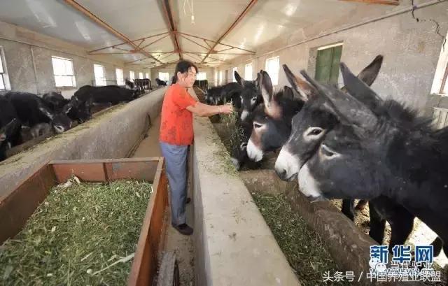 养驴驴舍怎么建,养驴的圈舍怎么建设