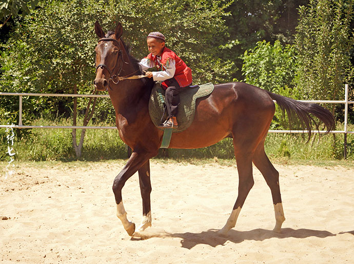土库曼斯坦血统最纯的汗血宝马,土库曼斯坦最顶级汗血宝马