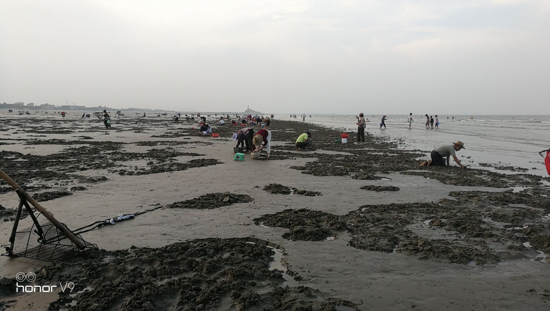 黄蛤怎么捕食,挖青蛤的正确方法视频