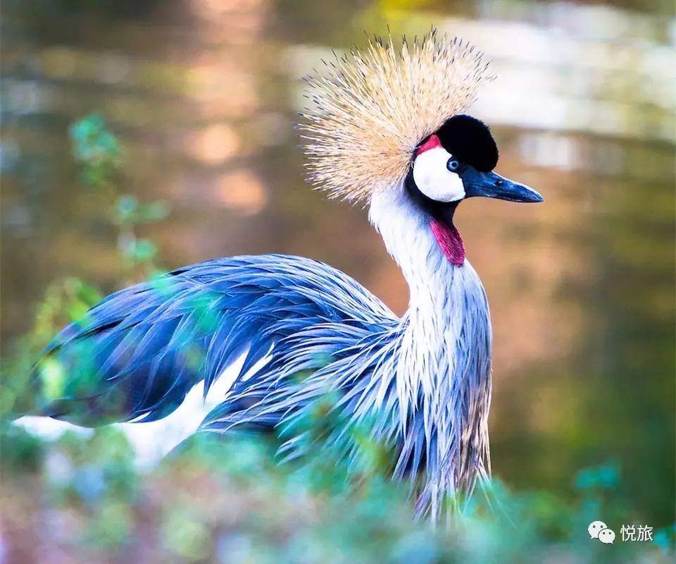 毛里求斯免签,毛里求斯在中国免签停留时间