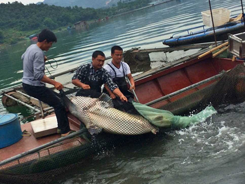 野生鲟鳇鱼东北最贵的鱼,天价鲟鳇鱼