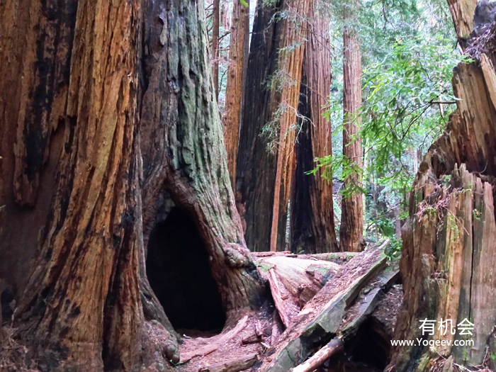 现实中的魔法森林,魔法森林教学课件