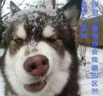 阿拉斯加头上三把火是窜的吗,阿拉斯加也有三把火是纯种吗