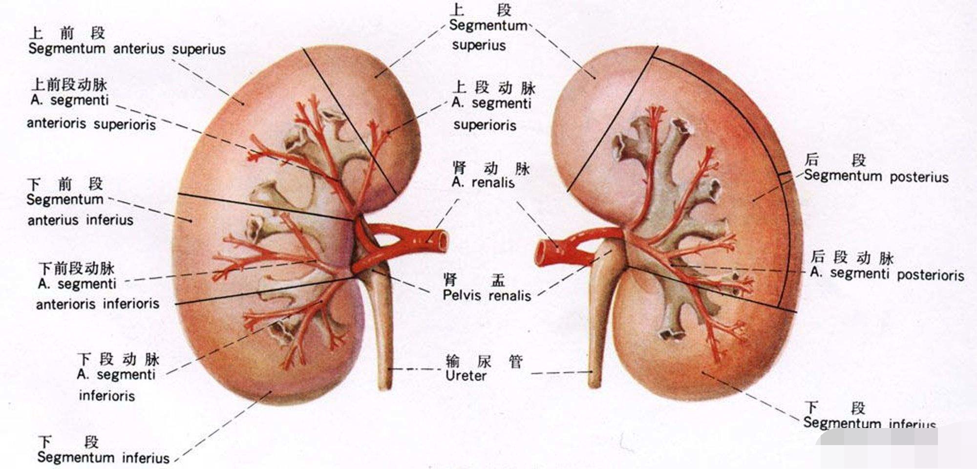 当你的身体很疲惫时,当你睡着了还在继续工作