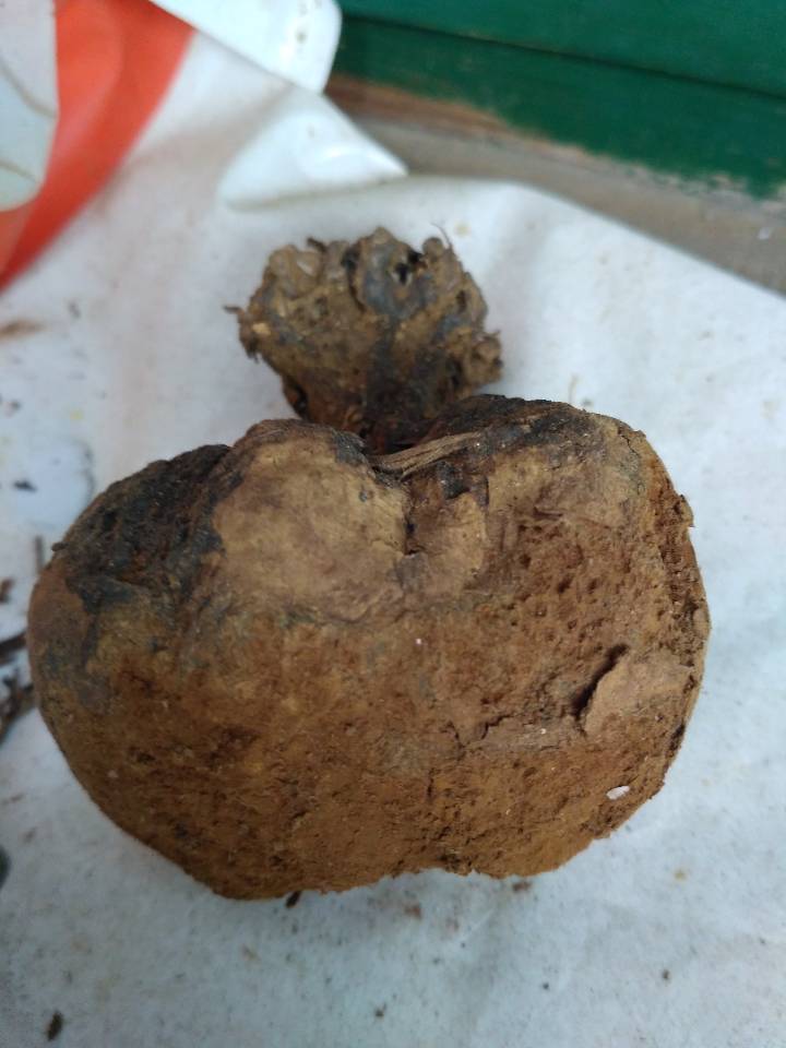 农村山里有什么特产,不起眼的农村土特产是什么