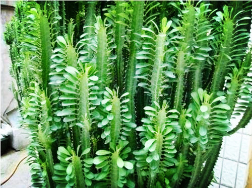 这些多肉自带臭味入手需谨慎,多肉的汁液进到眼睛怎么办