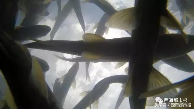 震撼！湟鱼风暴来袭！百万湟鱼洄游……