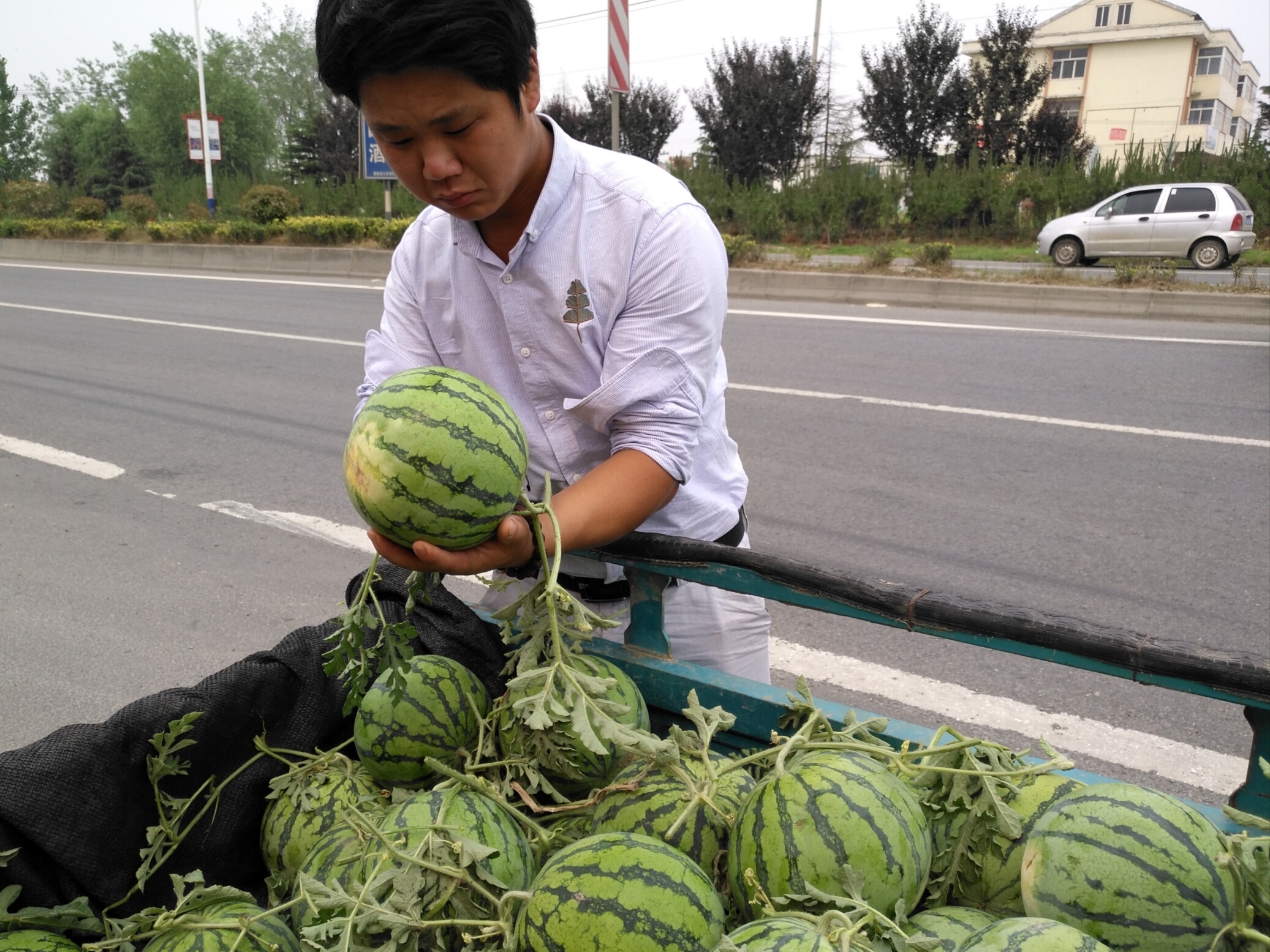 西瓜滞销行情,今年西瓜大概什么时候能便宜