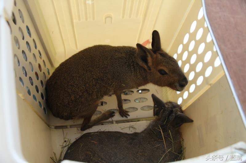 青岛机场托运宠物,青岛机场宠物空运