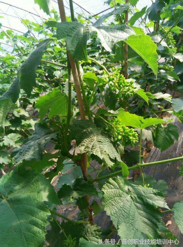 葡萄种植管理技术唐老师,如何管理葡萄才能高产的技术