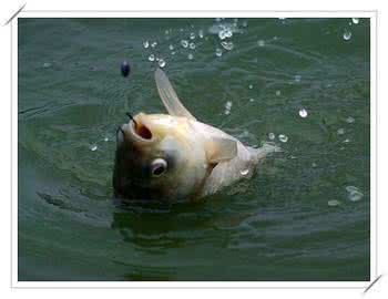 “*战野**”你到底会不要?是不是一直在孤战?