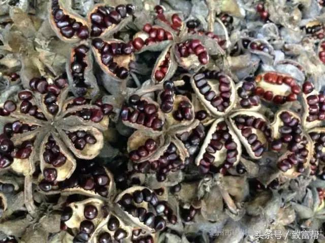 牡丹榨油,牡丹都能食用吗