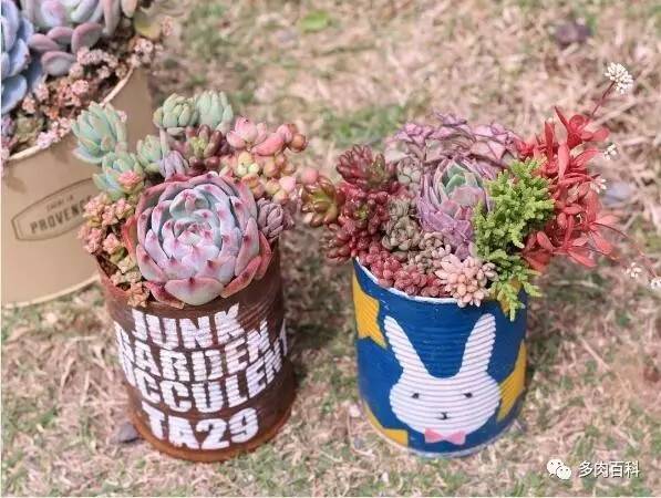 多肉叶插空气发根法,多肉植物怎么叶插才能成活