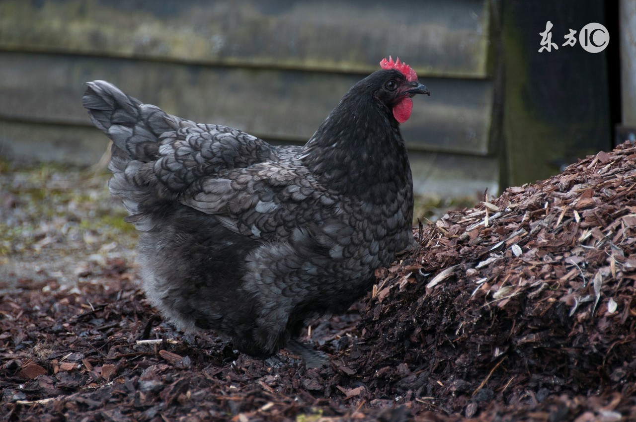鸡太肥了不下蛋怎么办有效,鸡又肥又大怎么不下蛋