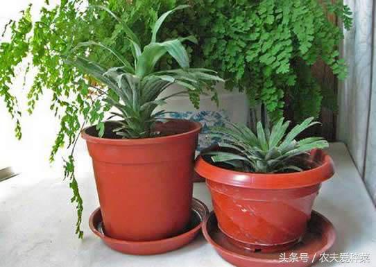 盆栽菠萝怎么让它结果更大,为什么盆栽菠萝懒人长得更旺