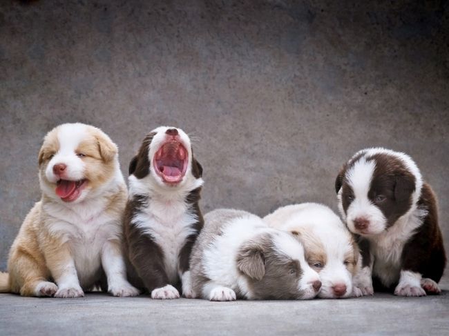 狗狗怕孤独怎么处理,狗狗突然脾气暴躁爱拆家