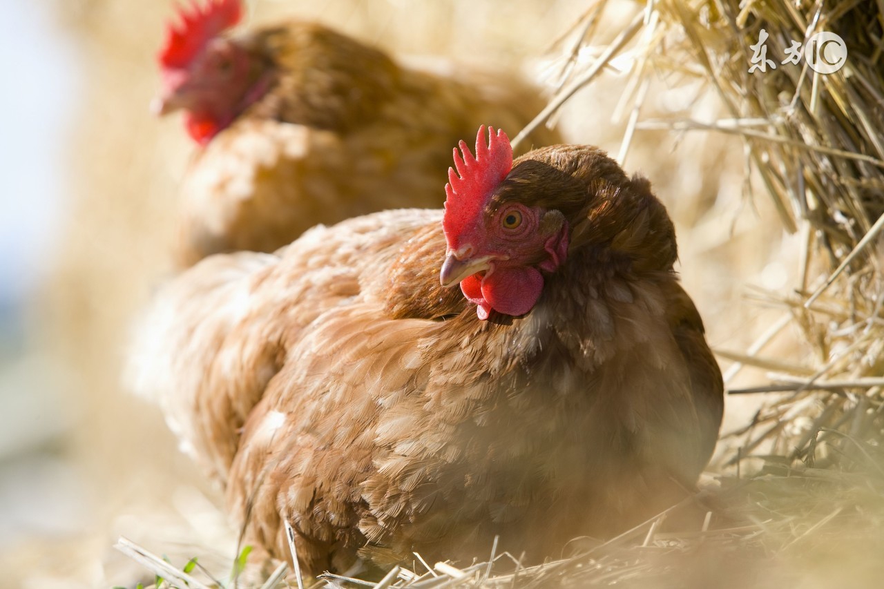 母鸡太肥不下蛋怎样饲养,母鸡太肥了不下蛋喂什么药