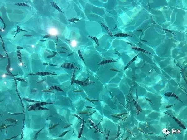 毛里求斯出境旅游攻略,刚去毛里求斯的人可以免签30天吗