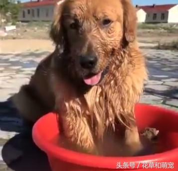 金毛实在太调皮了怎么办,金毛玩泥巴