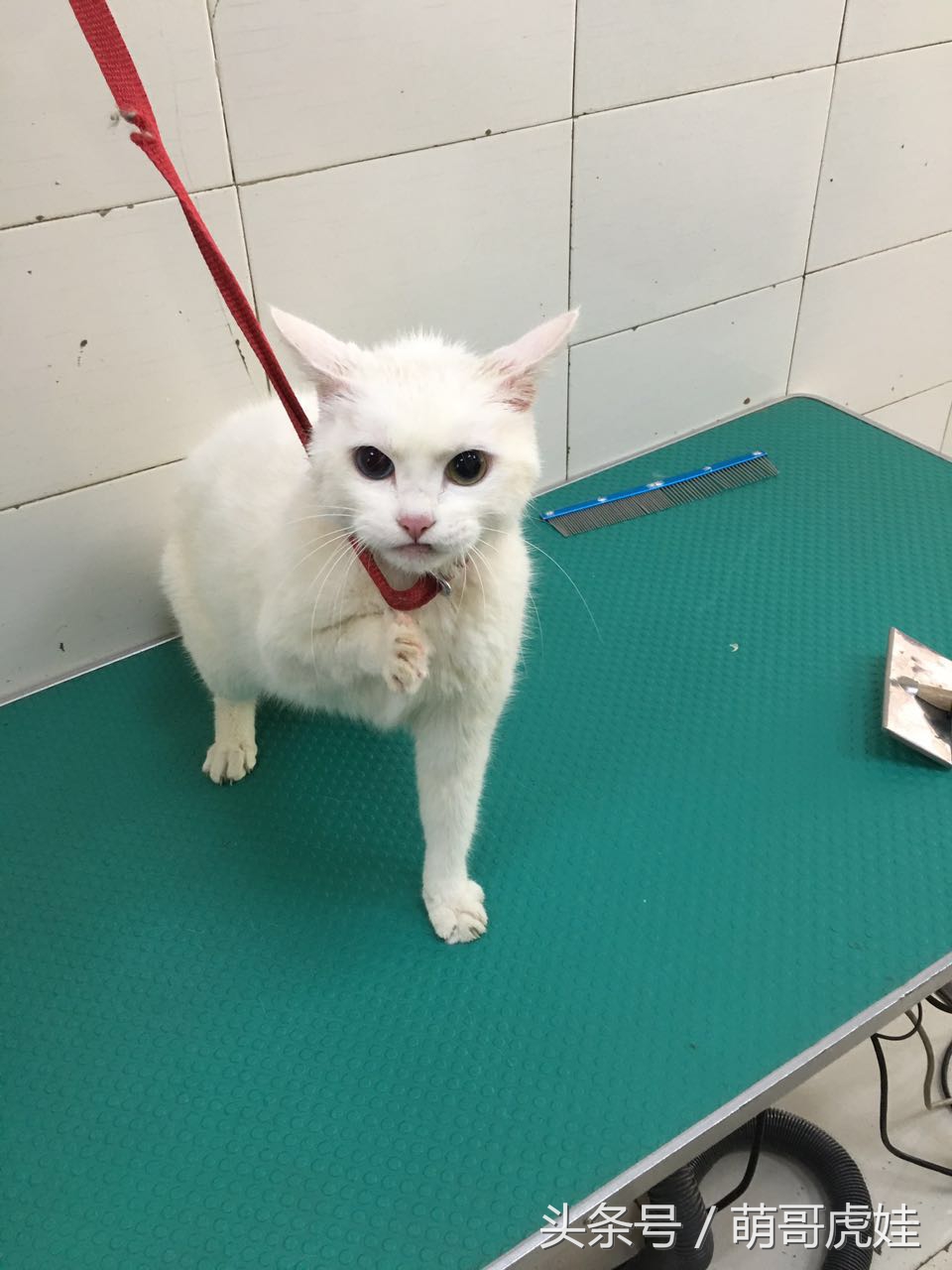 猫咪被剃毛的搞笑样子,被剃毛后的猫咪有多搞笑