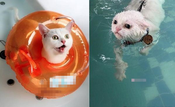 繁殖场救出全身霉菌的猫咪从小泡药浴，意外爱上游泳！
