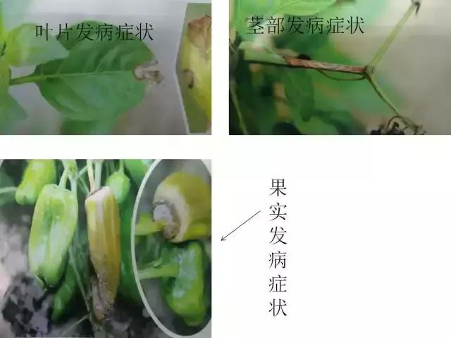 辣椒卷叶病虫害图谱及防治方案,辣椒病虫害大全