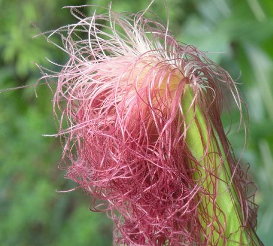 玉米须真是药吗,玉米须是保健食品