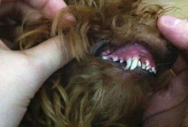 狗狗双排牙最佳解决方法,狗狗的知识是什么意思