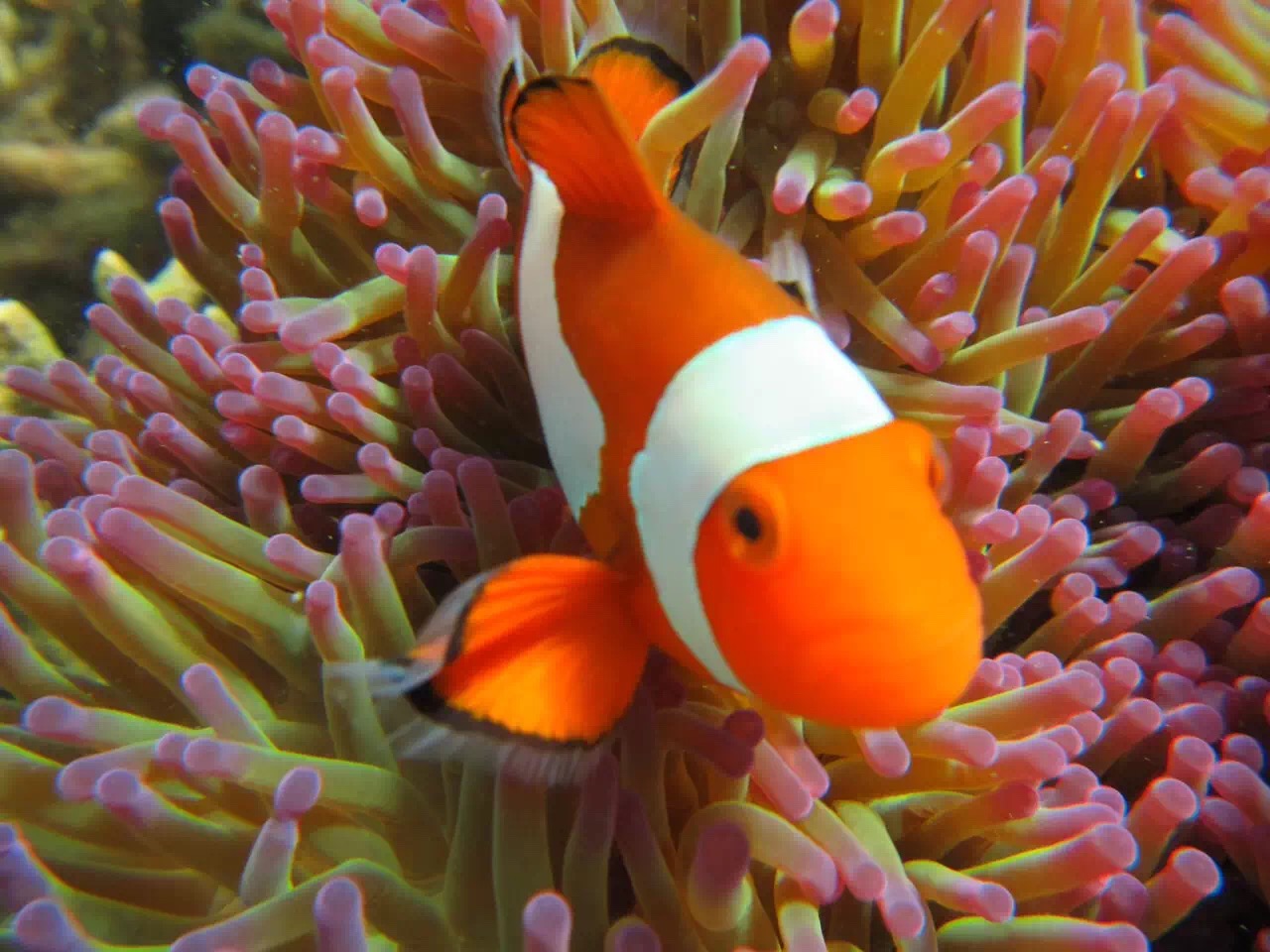 沙巴怎么玩最地道,沙巴出海怎么选岛最好