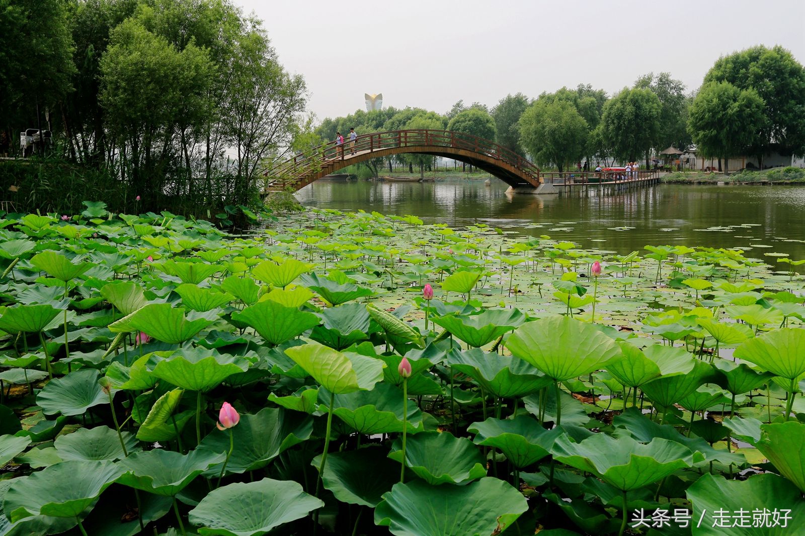 雄安新区白洋淀今日最新消息,雄安白洋淀近况