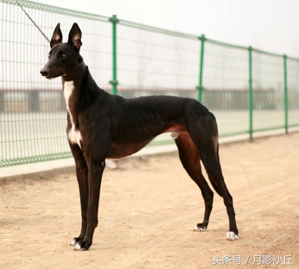 格力犬的耐力训练方法,格力犬的速度训练方法