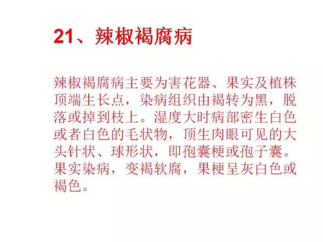辣椒卷叶病虫害图谱及防治方案,辣椒病虫害大全