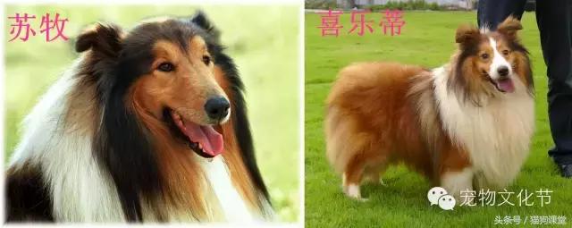 犬种介绍,犬种介绍柯基