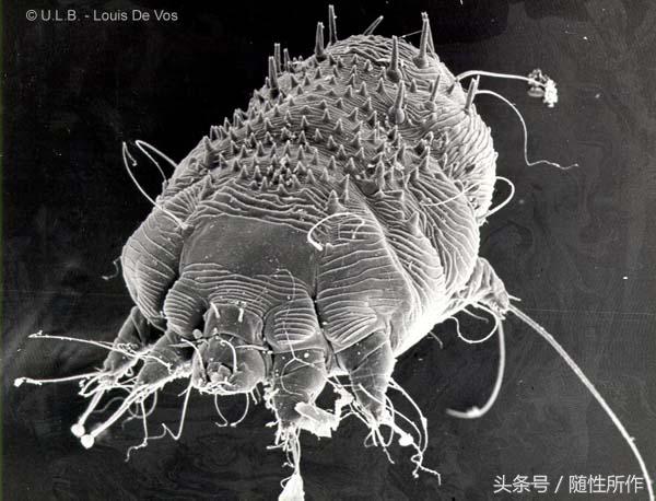 养鸟清洁方法,宠物日常护理的七大步骤