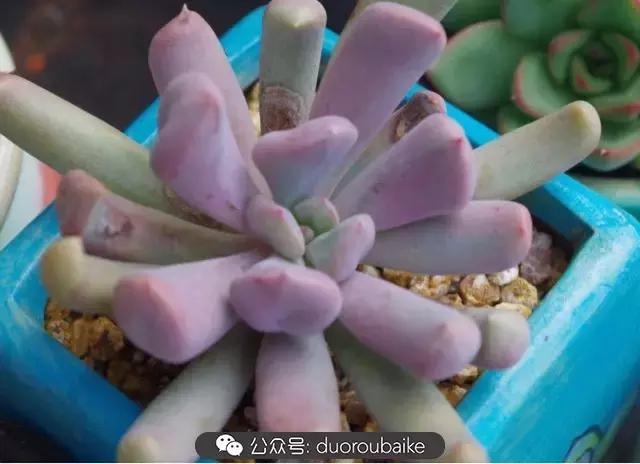 大浙江的多肉也来拉仇恨咯！即使淋雨也不褪色！我有妙招！