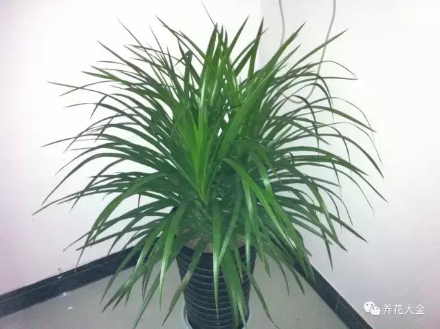 夏季发财树一般多少天浇水一次 (夏季多肉晴天浇水还是雨天浇水)