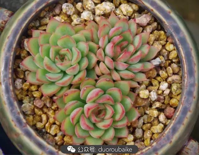 大浙江的多肉也来拉仇恨咯！即使淋雨也不褪色！我有妙招！