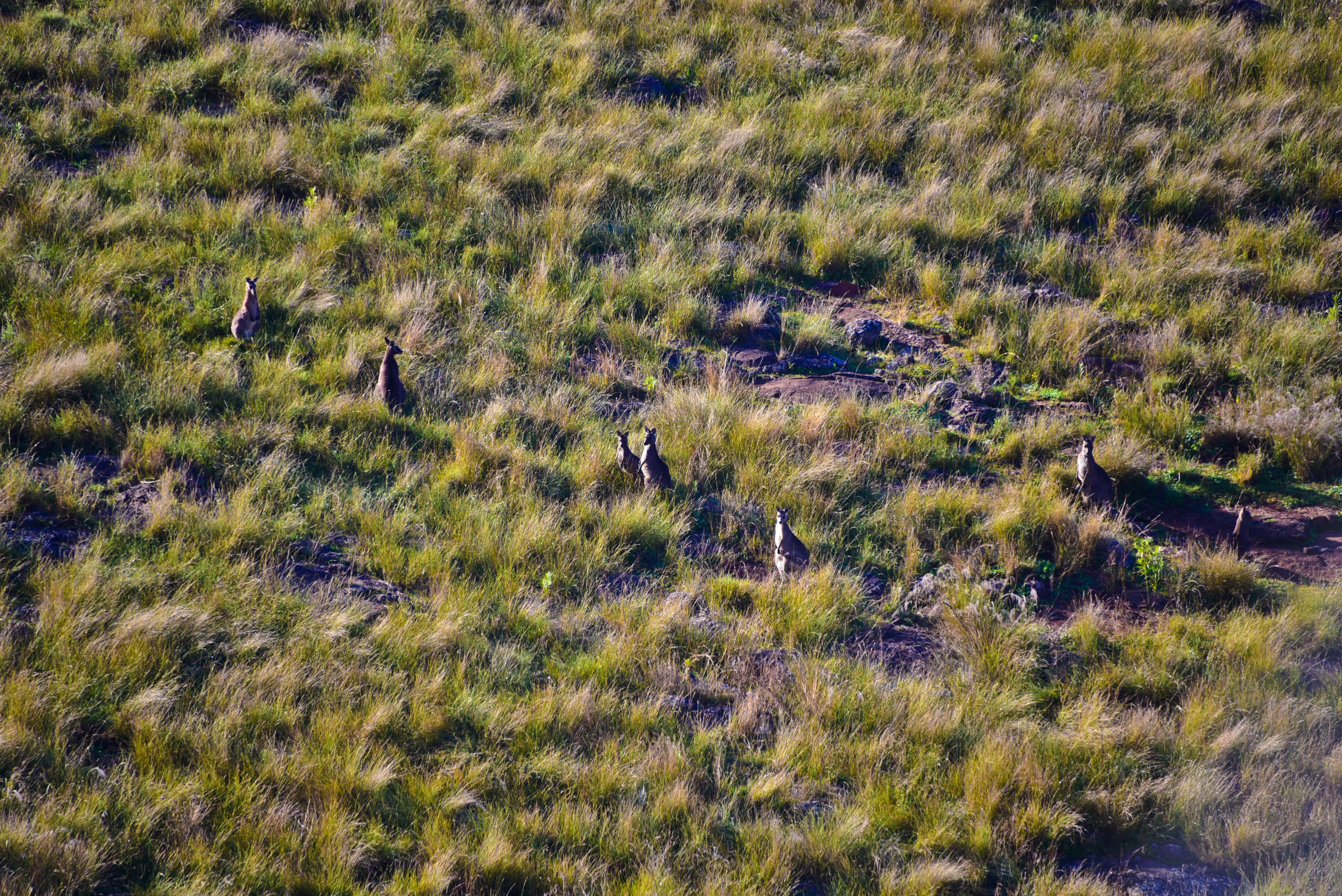 猎人谷热气球,悉尼猎人谷热气球攻略