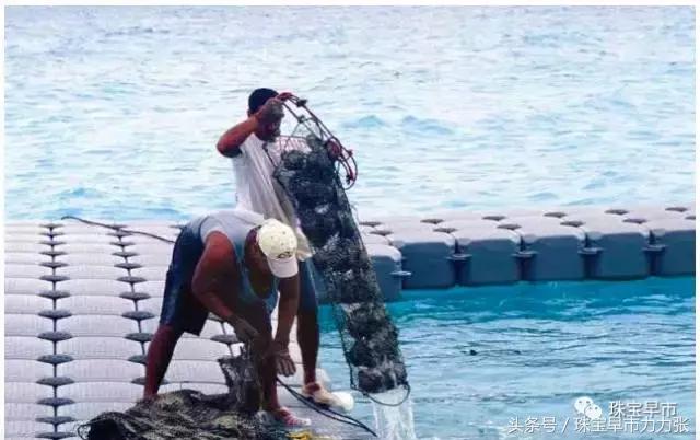 真正的野生珍珠图片,野生珍珠贵吗