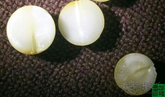 天然蜜蜡和水煮蜜蜡,水煮蜜蜡和烤蜜蜡