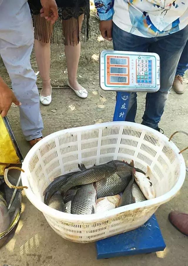 河南最近有哪些钓鱼比赛,南阳钓鱼竞技比赛