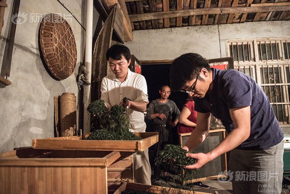 六安瓜片纯手工制作,新茶六安瓜片手工