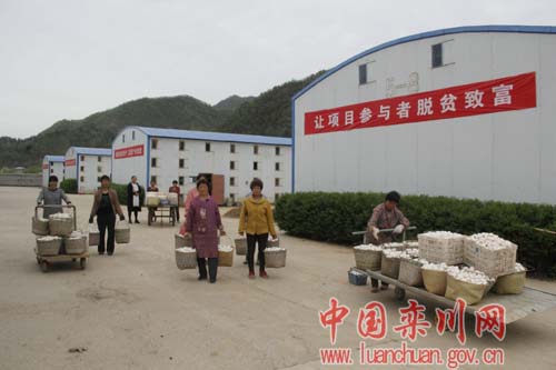 栾川县村民退耕还林助推经济富民,栾川县隆鑫食用菌研发有限公司