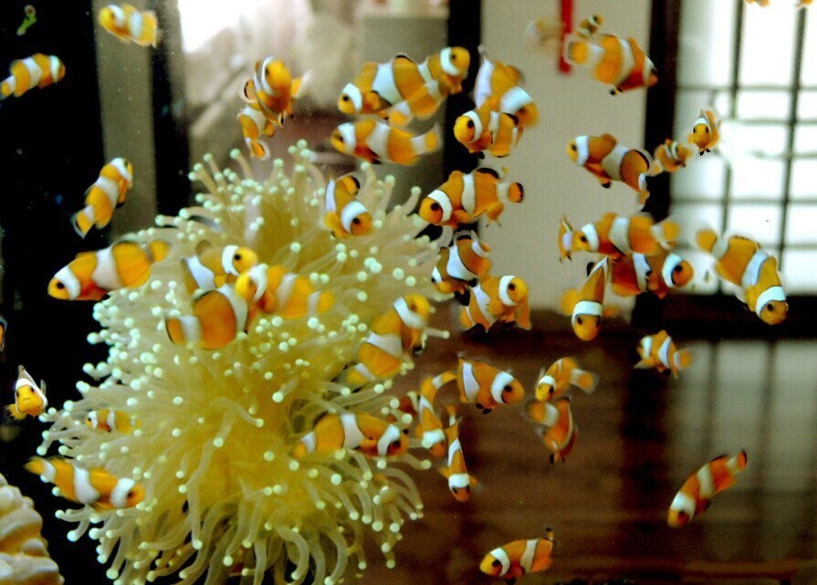 海缸养不活珊瑚的原因,鱼多可以养珊瑚吗