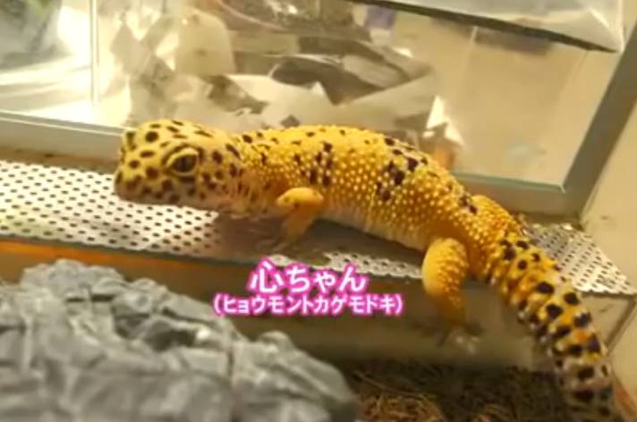 新垣结衣有什么秘密,新垣结衣私下穿着