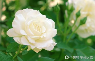 玫瑰品种区分及花语,绿玫瑰品种和花语