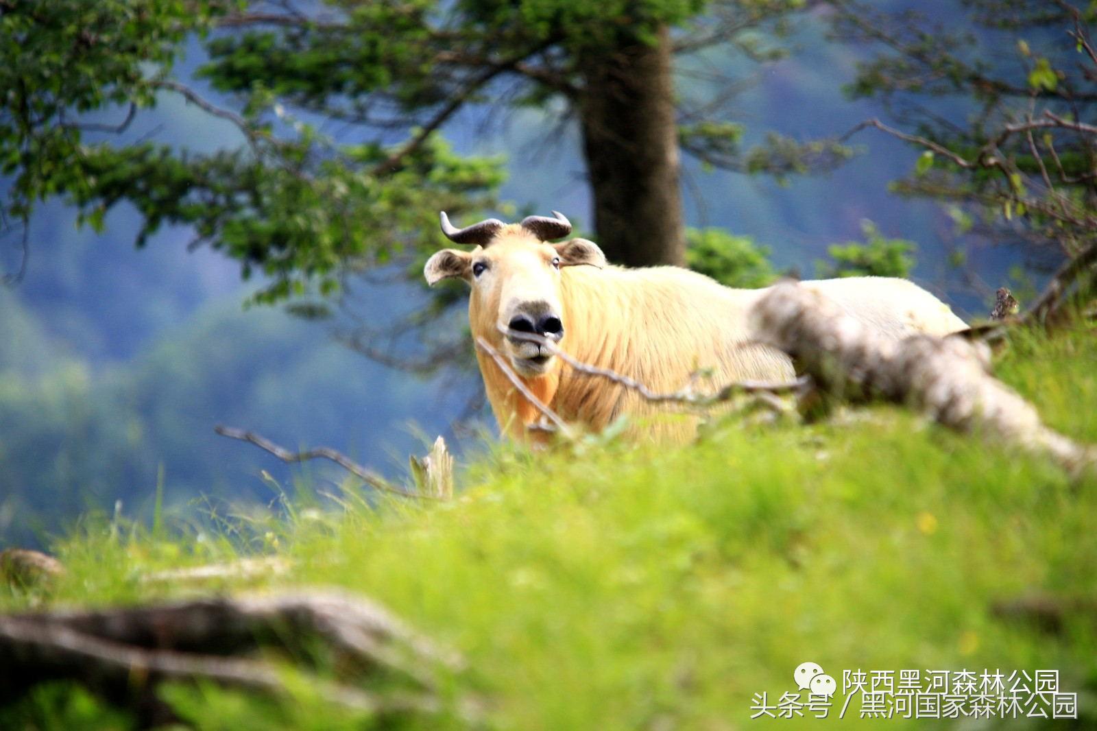 黑河风光,黑河自然风景