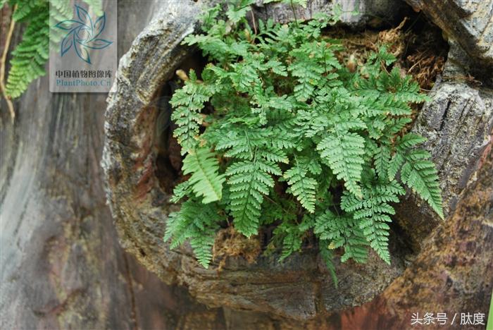 哪种中药可以预防老年痴呆,老年痴呆的克星中药配方