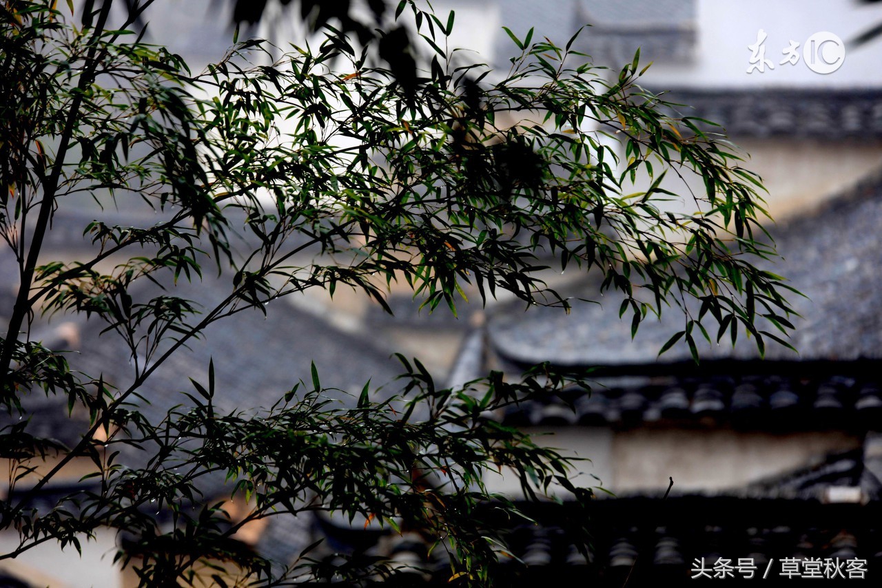 我心中的墨绿｜原创作文